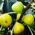 2 Bella Madelina Fig Cuttings,6 to 10 Inc Tall