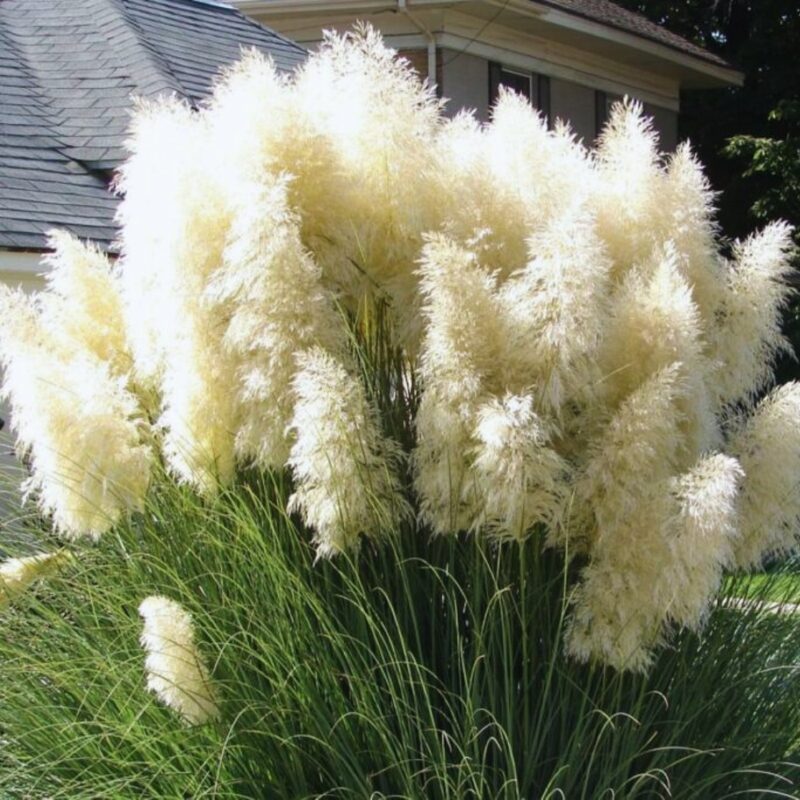 White Pampas Grass Plants Live - 4 Plugs, 4 to 6 Inc Tall
