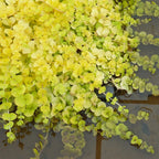 2 Golden Creeping Jenny Plants Live, Lysimachia Nummularia Plant Live, 4 Inc Pot