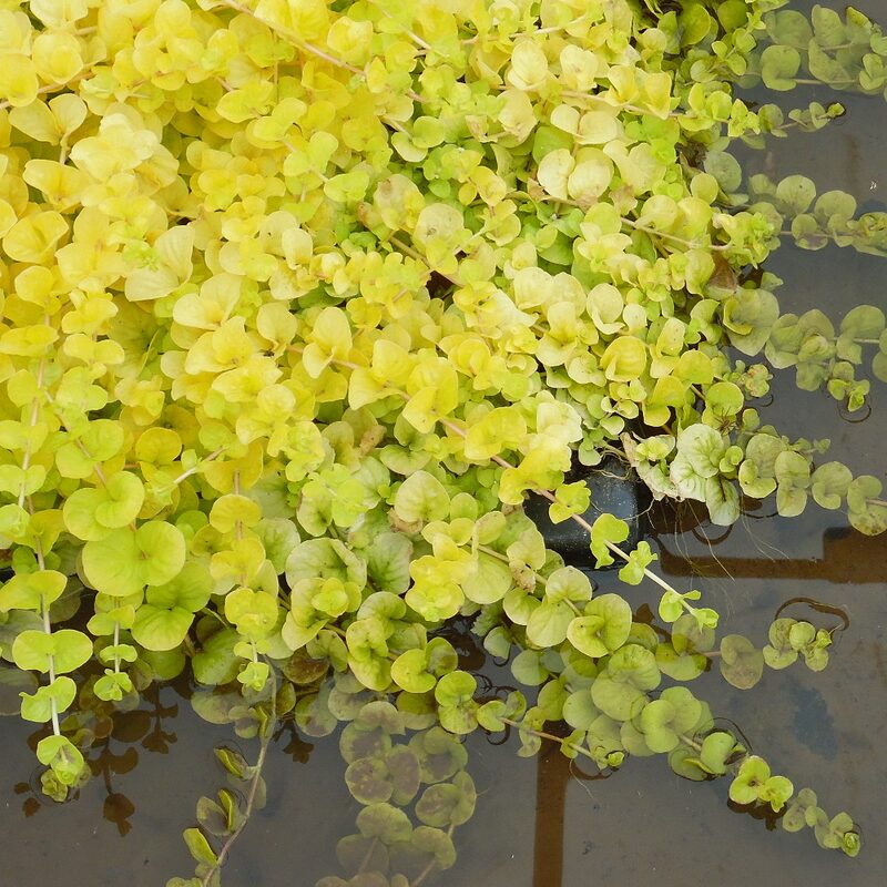2 Lysimachia Nummularia Plants, Golden Creeping Jenny Plant, Quart Pot