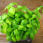 Sweet Basil Plants - 2 Plants, 4 to 6 Inc Tall, 4 Inches Potted