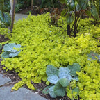 2 Golden Creeping Jenny Plants Live, Lysimachia Nummularia Plant Live, 3 to 5 Inc Long