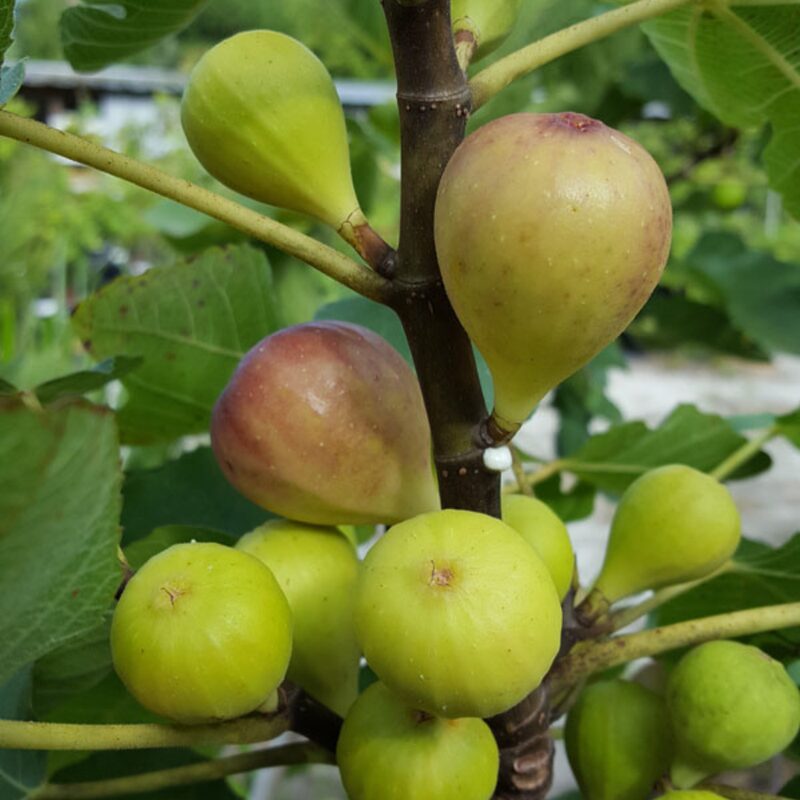 2 Bella Madelina Fig Cuttings Unrooted, 6 to 9 Inc Tall