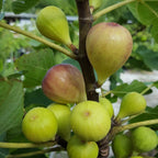 3 Bella Madelina Fig Cuttings, 6 to 10 Inc Tall