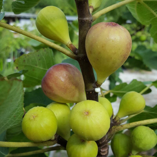 3 Bella Madelina Fig Cuttings, 6 to 10 Inc Tall