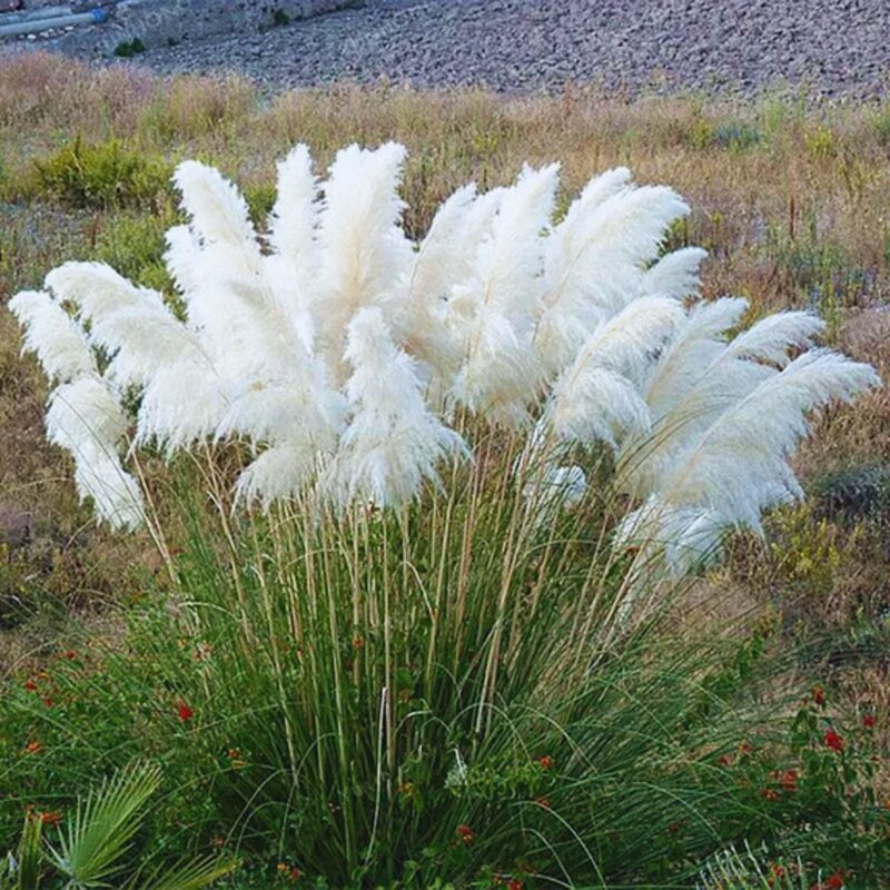 White Pampas Grass Plants Live - 3 Plugs, 4 to 6 Inc Tall