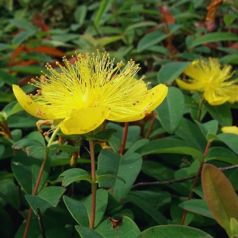 Pack of 4 Creeping St. John's Wort Aaron's Beard Plants