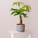 Braided Money Tree Plant - 6 to 8 Inc Tall in 4 Inc Pot