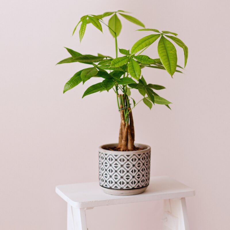 Braided Money Tree Plant - 6 to 8 Inc Tall in 4 Inc Pot