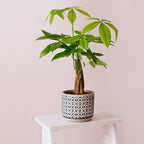 2 Braided Money Tree Plants - 6 to 9 Inc Long in 4 Inc Pot