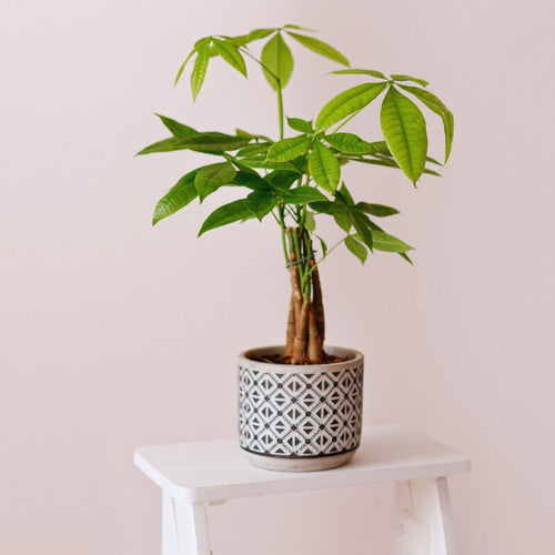 2 Braided Money Tree Plants - 6 to 9 Inc Long in 4 Inc Pot
