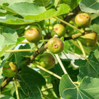 2 Bella Madelina Fig Cuttings Unrooted, 6 to 9 Inc Tall