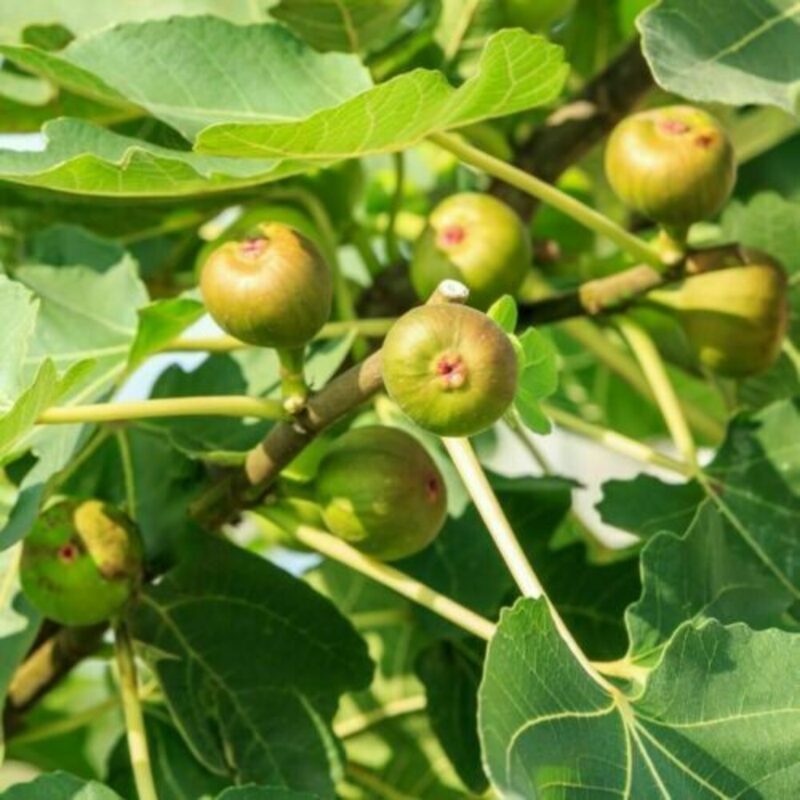 3 Bella Madelina Fig Cuttings, 6 to 10 Inc Tall