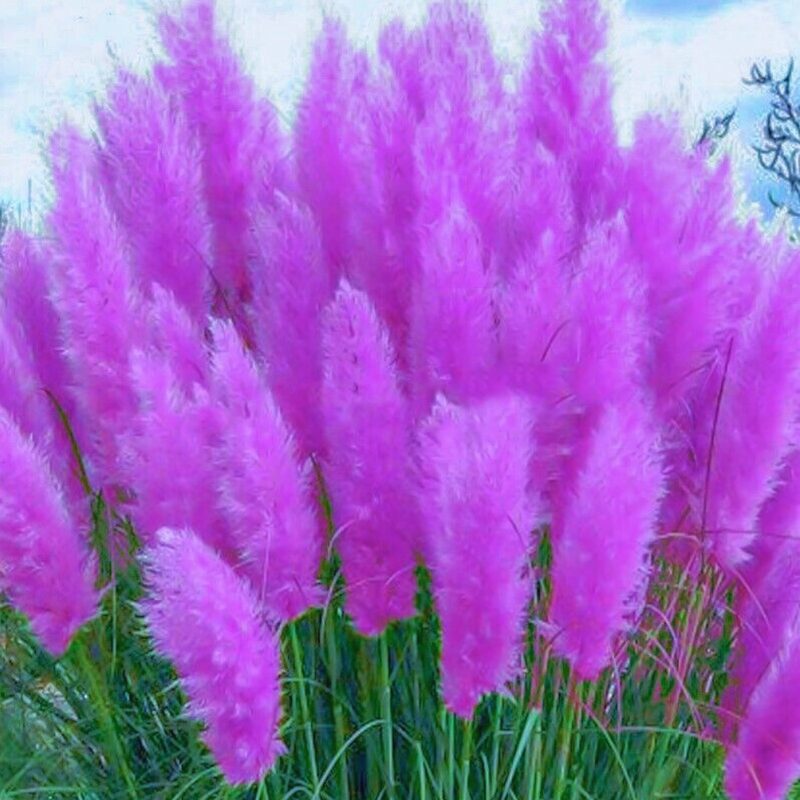 Purple Pampas Grass Plants Live - 21 Plants Plugs, 4 to 6 Inc Tall - Grass Live Plant Garden