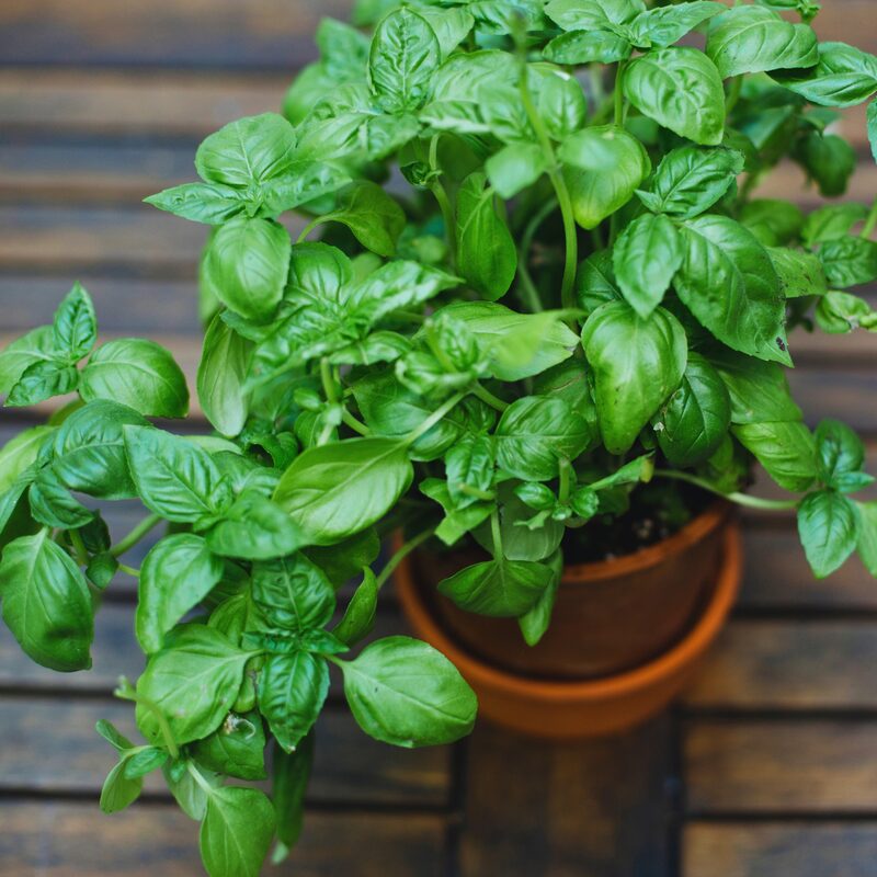 Sweet Basil Plants - 6 Plants, 4 to 6 Inc Tall