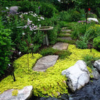 4 Lysimachia Nummularia Plants, Golden Creeping Jenny Plant - 3 to 5 Inc Tall