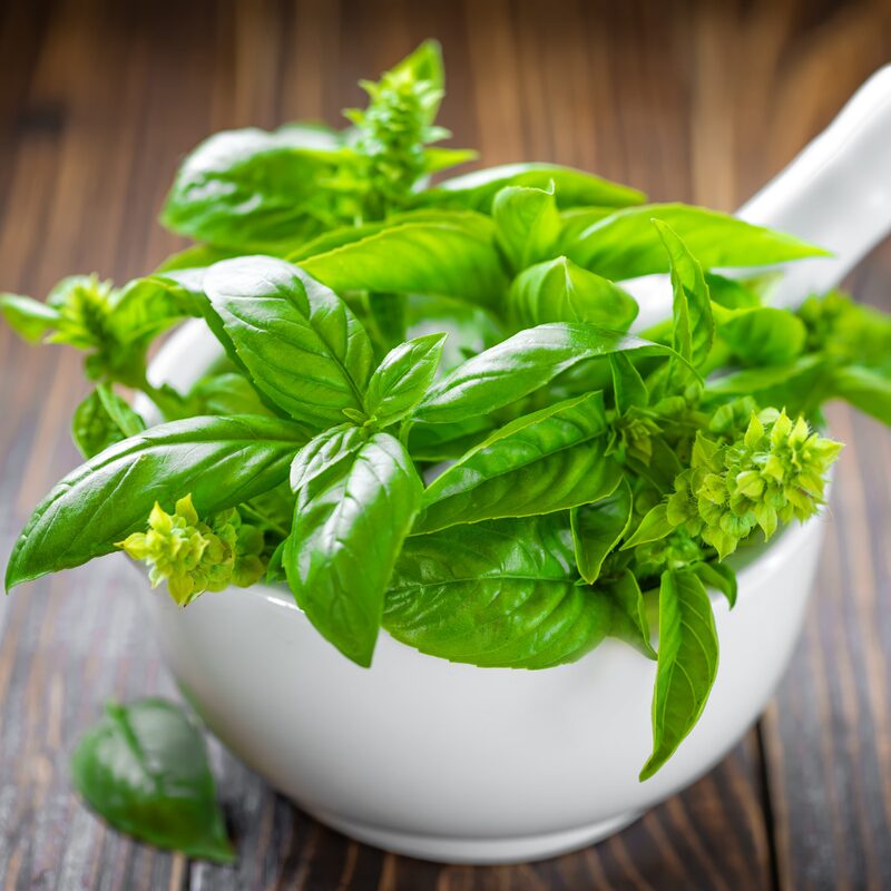Basil Italian Leaf Plants Live - 6 Plants, 4 to 6 Inc Tall