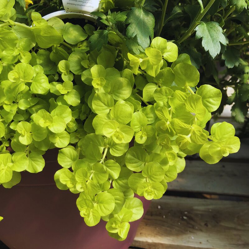 4 Lysimachia Nummularia Plants, Golden Creeping Jenny Plant - 3 to 5 Inc Tall