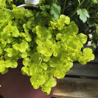 3 Golden Creeping Jenny Plants Live, Lysimachia Nummularia Plants, 4 Inc Potted
