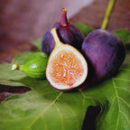 2 Long Island Fig Cuttings,6 to 10 Inc Tall