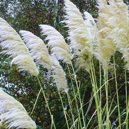 3 White Pampas Grass Plants - 4 to 6 Inc Tal