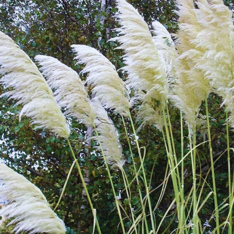 White Pampas Grass Plants Live - 4 Plugs, 4 to 6 Inc Tall