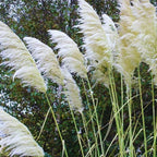 White Pampas Grass Plants Live - 4 Plugs, 4 to 6 Inc Tall