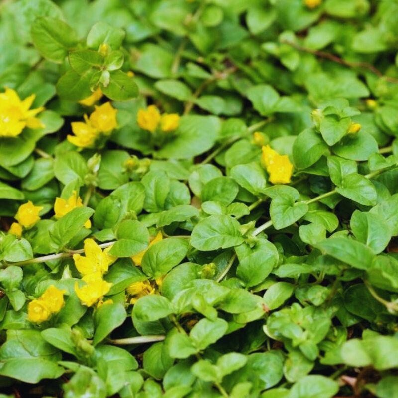 3 Golden Creeping Jenny Plants Live, Lysimachia Nummularia Plants, 4 Inc Potted