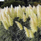 White Pampas Grass Plants Live - 4 Plugs, 4 to 6 Inc Tall