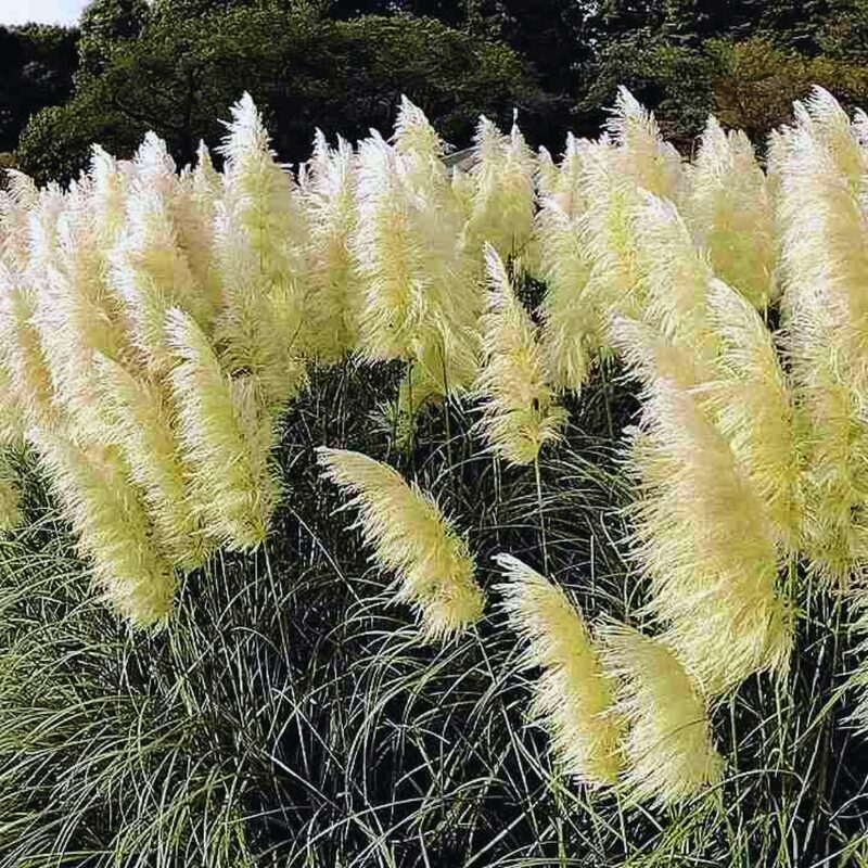 White Pampas Grass Plants Live - 4 Plugs, 4 to 6 Inc Tall