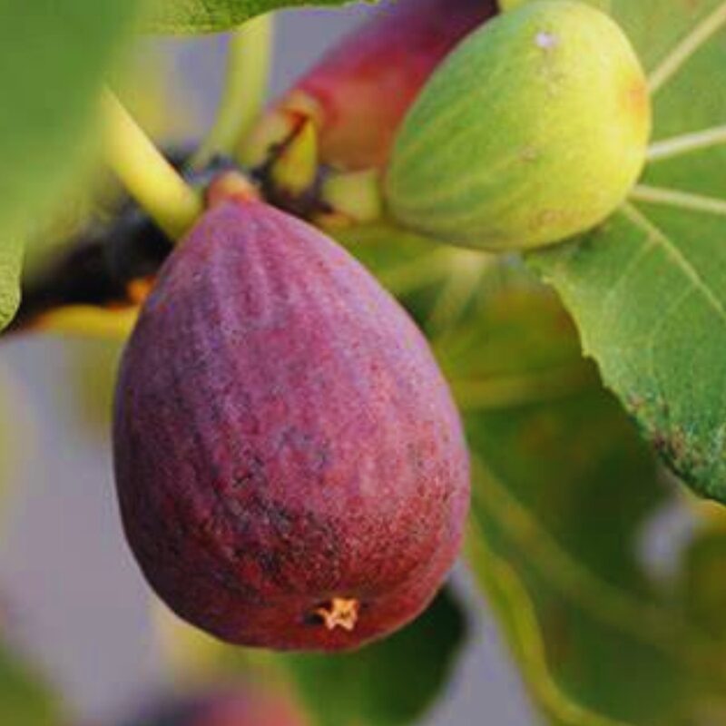 2 Long Island Fig Cuttings Unrooted, 6 to 9 Inc Tall
