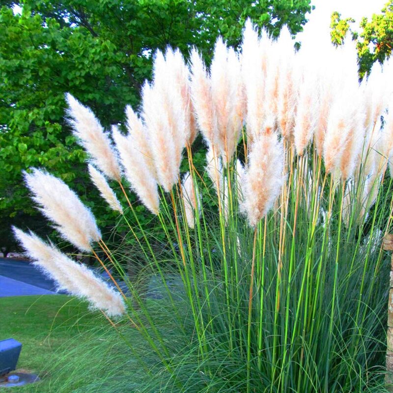 White Pampas Grass Plants Live - 3 Plugs, 4 to 6 Inc Tall
