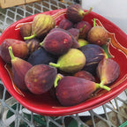 Fignominal Fig Plant - 4 to 6 Inches Tall