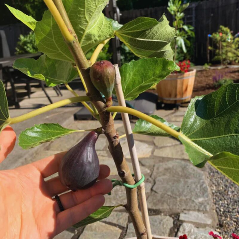 Fignominal Fig Plant from 4 to 6 Inches Long