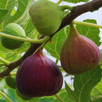 Fignominal Fig Plant - 4 to 6 Inches Tall