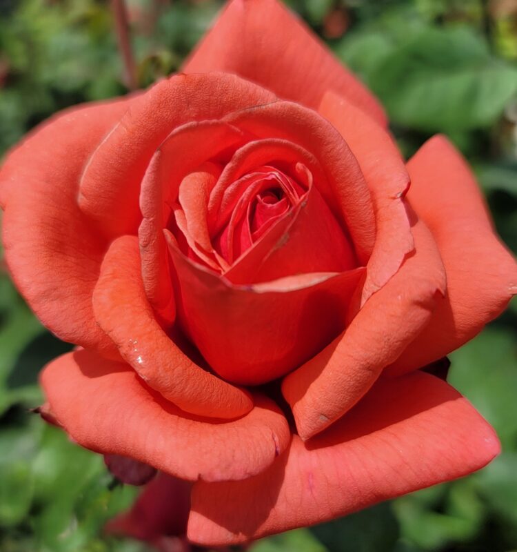 Fragrant Cloud Rose Plant Live, 2 Quart Rose Potted Live Plant
