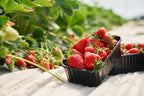 Strawberry Plants Bareroot - 100 Bareroots - Eversweet Everbearing Strawberry