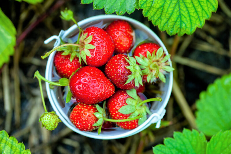 Strawberry Plants Bareroot - 50 Bareroots - Eversweet Everbearing Strawberry