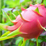 White Dragon Fruit Plant for Sale - 2 to 3 Feet Tall, 3 Gallon