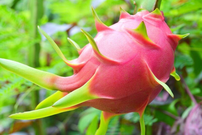 White Dragon Fruit Plant for Sale - 2 to 3 Feet Tall, 3 Gallon