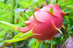 White Dragon Fruit Plant Live, 4 to 6 Inches Tall