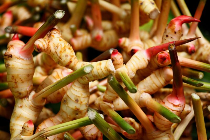 4 Ginger Plants, 4 to 7 Inches Tall