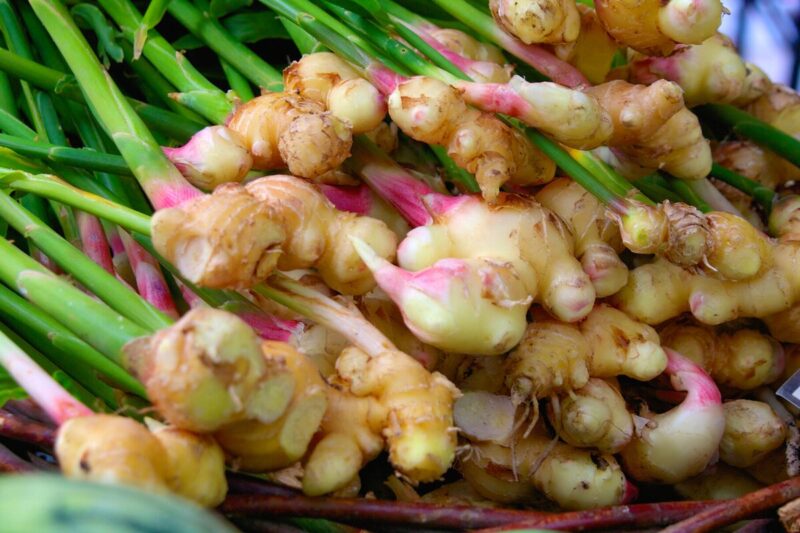 4 Ginger Plants, 4 to 7 Inches Tall