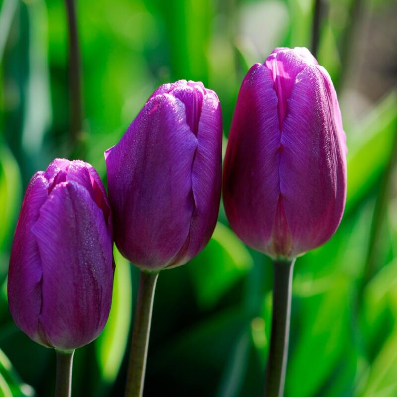 10 Purple Tulip Bulbs