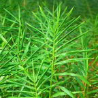 2 Ginger Plants, 4 to 6 Inches Tall