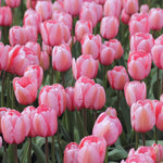 20 Pink Impression Tulip Bulbs for Your Beautiful Garden