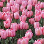 20 Pink Impression Tulip Bulbs for Your Beautiful Garden