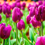 10 Purple Tulip Bulbs