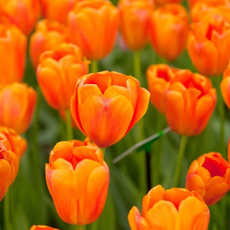 10 Orange Tulip Bulbs