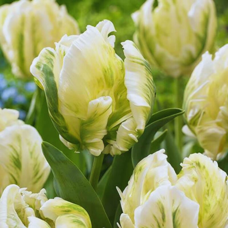 20 Super Parrot Tulip Bulbs